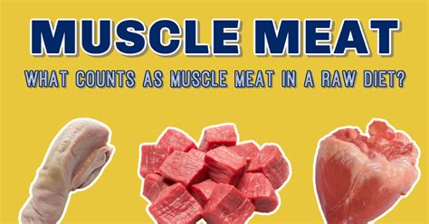 musclemeat|Muscle meat .
